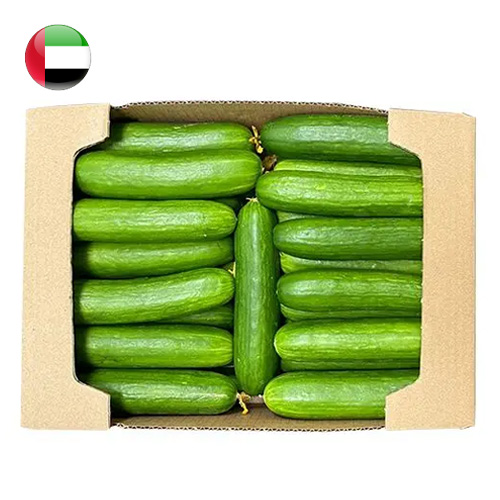 Cucumber 4kg UAE