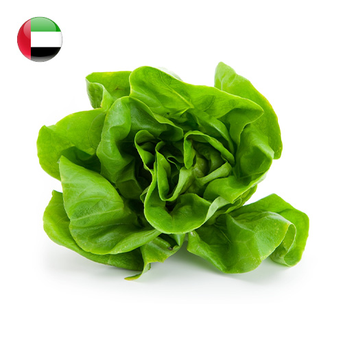 Lettuce Boston 200g/pc UAE
