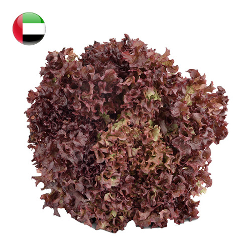 Lettuce Lollo Rosso 200g/pc UAE