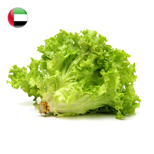 Lettuce Lollo Green 200g/pc UAE