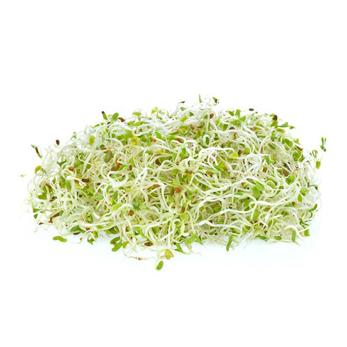 Alfalfa Sprouts 100g Netherlands
