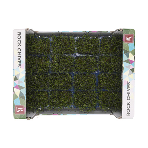 Rock Chives Cress 16pot UAE