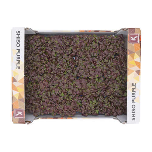 Shiso Purple Cress 16pot UAE
