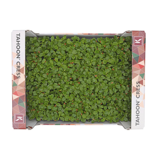 Tahoon Cress 16pot UAE