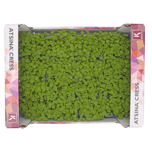 Lemon Balm Cress 16pot UAE
