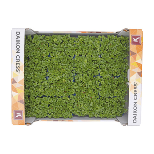 Daikon Cress 18pot UAE