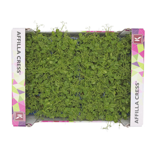 Affilla Cress 16pot UAE