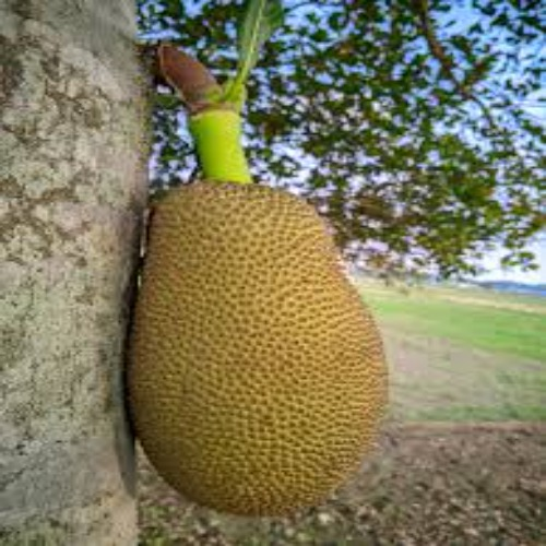 Fruits.
