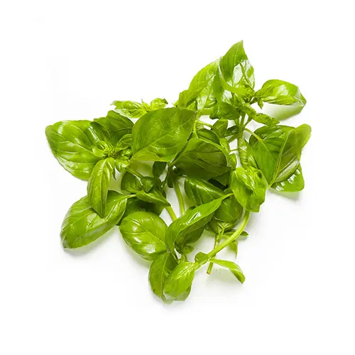 Basil 100g UAE